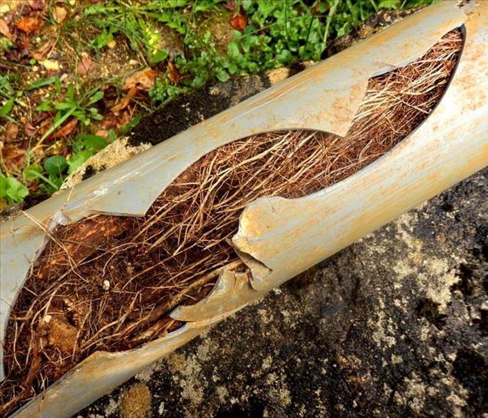 Split drainage pipe caused by ingress of tree roots