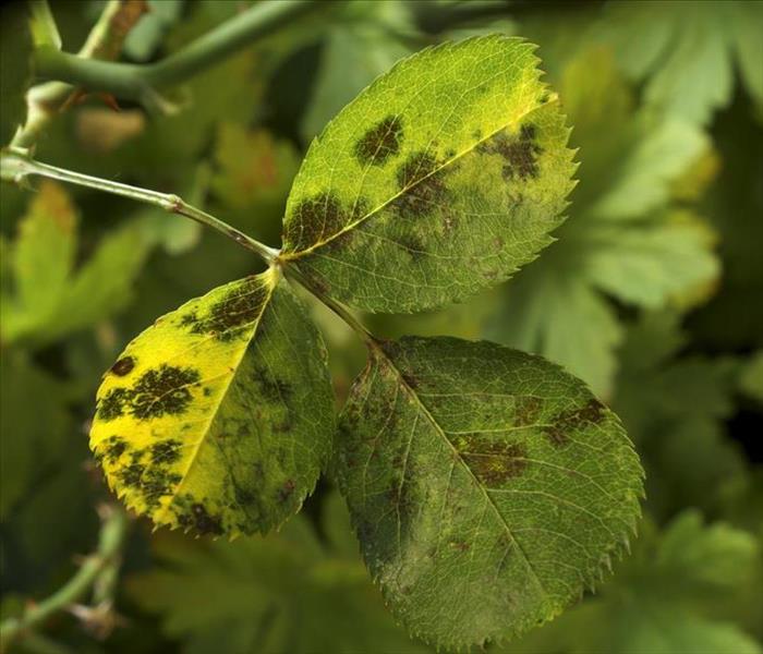 photo shows some leaves of roses infected by blackspot fungus